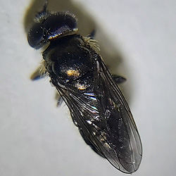 Pipizella virens